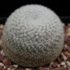 Vai alla scheda di Mammillaria albidula