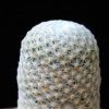 Vai alla scheda di Mammillaria albiflora