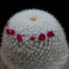 Vai alla scheda di Mammillaria albilanata