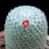 Vai alla scheda di Mammillaria albilanata ssp. oaxacana