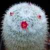 Vai alla scheda di Mammillaria albilanata ssp. tegelbergiana