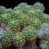 Vai alla scheda di Mammillaria alpina