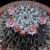 Vai alla scheda di Mammillaria amajacensis