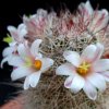 Vai alla scheda di Mammillaria angelensis