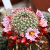 Vai alla scheda di Mammillaria angelensis multilanata