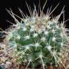 Vai alla scheda di Mammillaria angularis