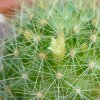 Vai alla scheda di Mammillaria anniana