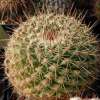 Vai alla scheda di Mammillaria antesbergeriana