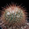 Vai alla scheda di Mammillaria apozolensis