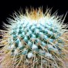 Vai alla scheda di Mammillaria apozolensis v. saltensis