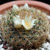 Vai alla scheda di Mammillaria applanata