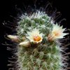 Vai alla scheda di Mammillaria armillata