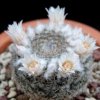 Vai alla scheda di Mammillaria arroyensis