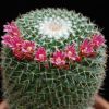 Vai alla scheda di Mammillaria atroflorens