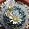 Vai alla scheda di Mammillaria aureilanata