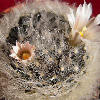 Vai alla scheda di Mammillaria aureilanata v. alba
