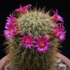 Vai alla scheda di Mammillaria aureispina