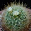 Vai alla scheda di Mammillaria aureoviridis