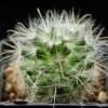 Vai alla scheda di Mammillaria aurihamata