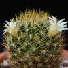 Vai alla scheda di Mammillaria aurisaeta