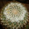 Vai alla scheda di Mammillaria auritricha