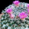 Vai alla scheda di Mammillaria bachmannii