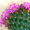 Vai alla scheda di Mammillaria backebergiana