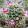 Vai alla scheda di Mammillaria backebergiana ssp. ernestii