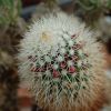 Vai alla scheda di Mammillaria backebergiana ssp. ernestii v. albispina