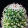 Vai alla scheda di Mammillaria backebergiana ssp. ernestii v. bispinosa