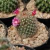 Vai alla scheda di Mammillaria backebergiana v. gracilis