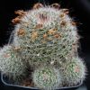 Vai alla scheda di Mammillaria balsasoides