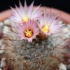 Vai alla scheda di Mammillaria barbata