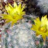 Vai alla scheda di Mammillaria baumii