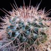 Vai alla scheda di Mammillaria bellisiana