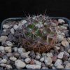 Vai alla scheda di Mammillaria beneckei v. multicaulis