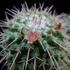 Vai alla scheda di Mammillaria bernalensis