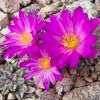 Vai alla scheda di Mammillaria bertholdii