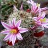 Vai alla scheda di Mammillaria blossfeldiana