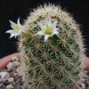 Vai alla scheda di Mammillaria blossfeldiana v. shurliana
