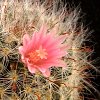 Vai alla scheda di Mammillaria bocasana