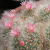 Vai alla scheda di Mammillaria bocasana cv. roseiflora