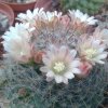 Vai alla scheda di Mammillaria bocasana ssp. eschauzieri