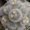 Vai alla scheda di Mammillaria bocasana v. multilanata