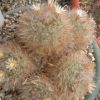 Vai alla scheda di Mammillaria bocasana v. splendens