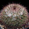 Vai alla scheda di Mammillaria bocensis v. movasana