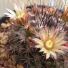 Vai alla scheda di Mammillaria bocensis v. rubida