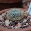 Vai alla scheda di Mammillaria boedekeriana