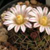 Vai alla scheda di Mammillaria boelderliana