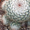 Vai alla scheda di Mammillaria bombycina